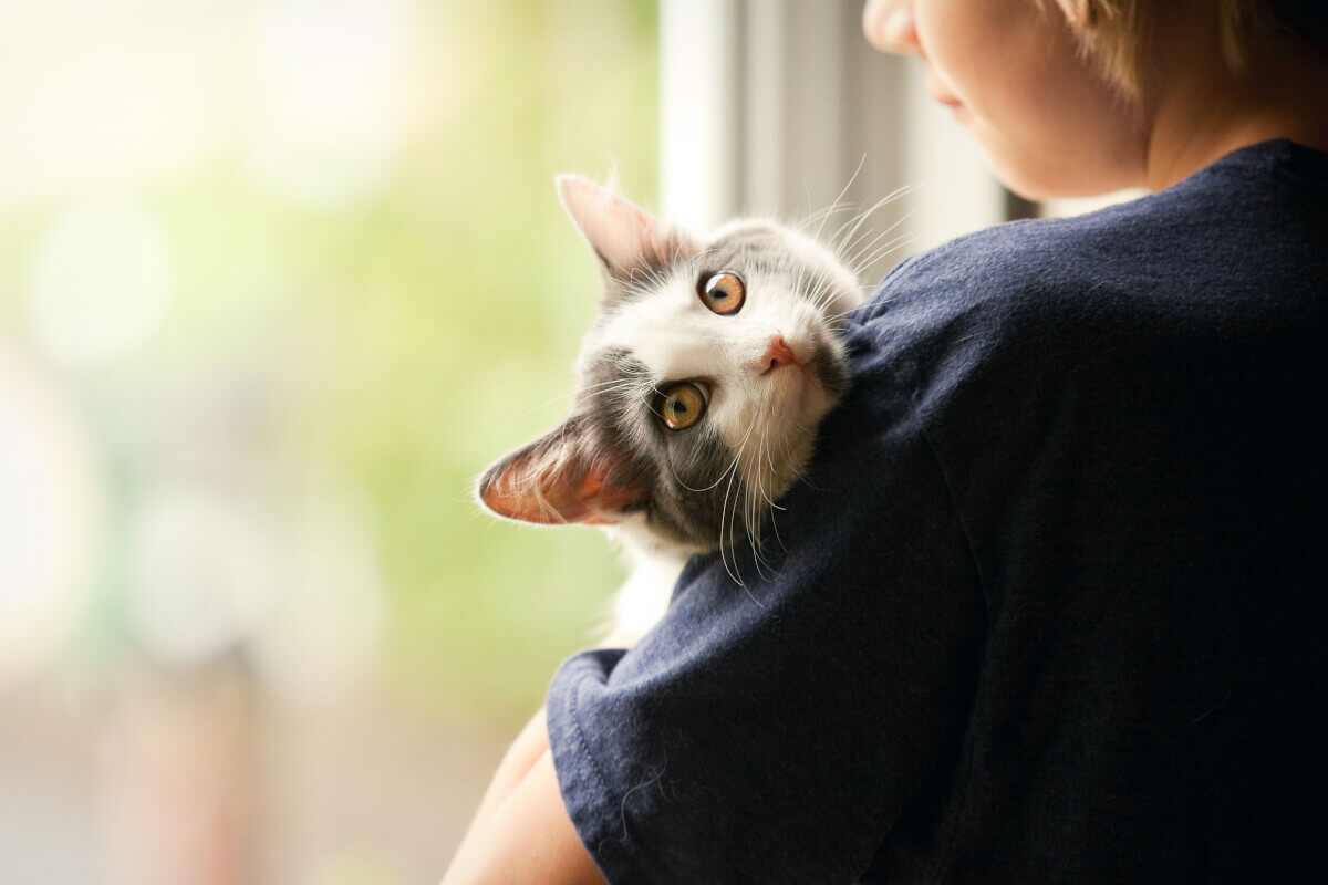 Trinkt meine Katze zu wenig? Wie viel sollte eine Katze trinken?